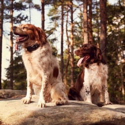 Dog Trace DOG GPS X30B - Uređaj za pretraživanje s lokatorom zvuka